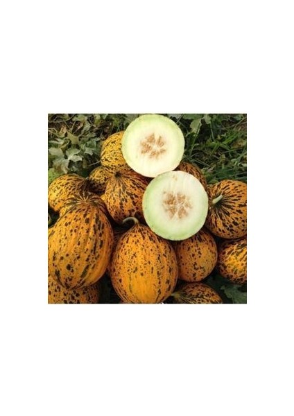 Kırkağaç Kavunu Tohumu (5 Adet Tohum)