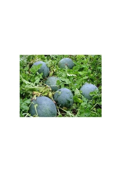 Kırkağaç Kavunu Tohumu (5 Adet Tohum) fiyatları