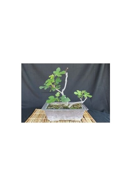 Bonsai Incir Ağacı Tohumu (10 Adet Tohum)