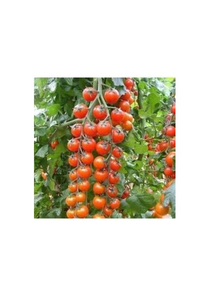 Cherry Domates Tohumu (20 Adet Tohum)