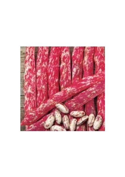 150 Adet Oturak Barbunya Tohumu