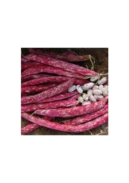 150 Adet Oturak Barbunya Tohumu fırsatları