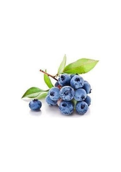 10 Adet Yaban Mersini Tohumu Blueberry Tohumu