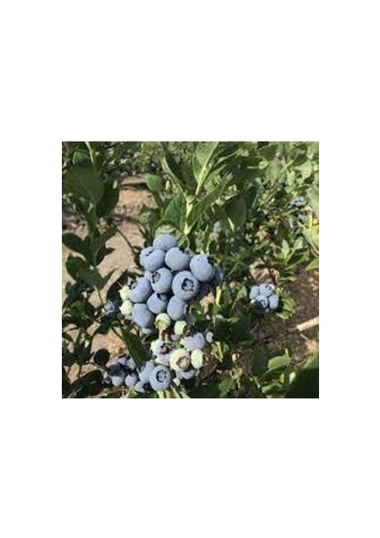 10 Adet Yaban Mersini Tohumu Blueberry Tohumu fırsatları