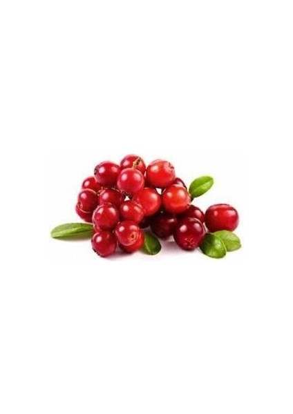 10 Adet Tohum Yaban Mersini Tohumu Cranberry Turna Yemişi Tohumu