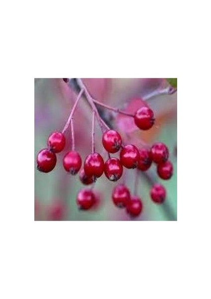 10 Adet Tohum Yaban Mersini Tohumu Cranberry Turna Yemişi Tohumu fiyatları