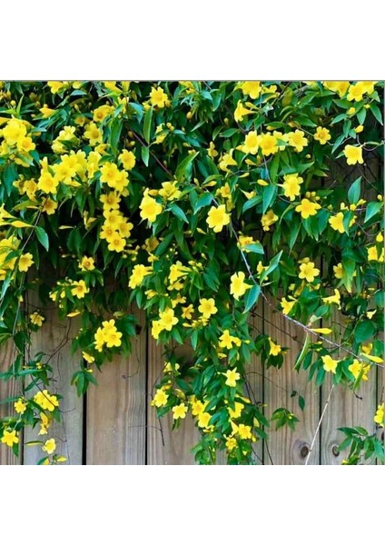 Soğuklara Dayanıklı Sarı Çiçekli Yasemin Fidanı