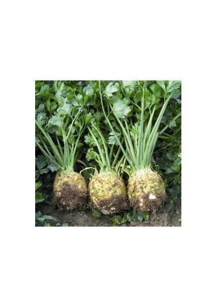 Kereviz Tohumu (20 Adet Tohum)