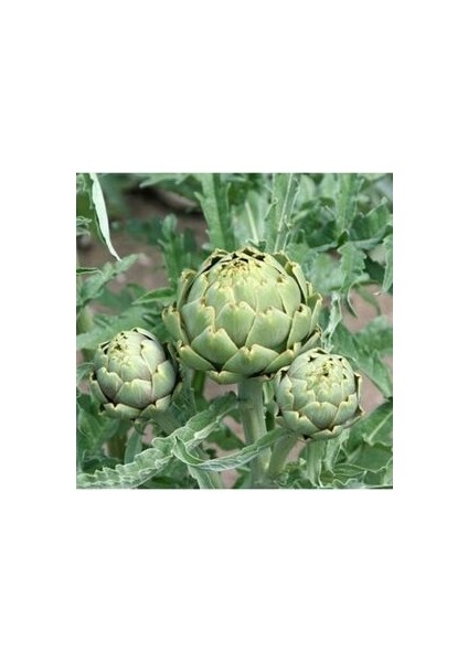 Enginar Tohumu (5 Adet Tohum)