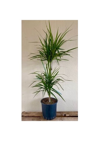 Marginata Dracaena 2 Gövdeli 90 100 cm Ev Bitkisi Salon Bitkisi Ofis Bitkisi Madagaskar Dragon Ağacı