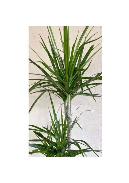 Marginata Dracaena 2 Gövdeli 90 100 cm Ev Bitkisi Salon Bitkisi Ofis Bitkisi Madagaskar Dragon Ağacı fiyatları