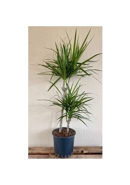 Marginata Dracaena 2 Gövdeli 90 100 cm Ev Bitkisi Salon Bitkisi Ofis Bitkisi Madagaskar Dragon Ağacı modelleri