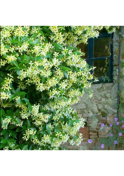 Herdem Yeşil Tüplü Herdem Yeşil Yoğun Kokulu Sarı Çiçekli Arap Yasemini Fidanı Star Of Toscane