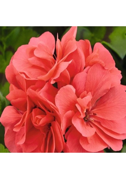 Sarkan Grandeur Ivy Salmon Sakız Sardunya Fidesi (1 Adet)