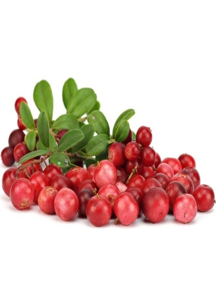 Soğuklara Dayanıklı Cranberry Turna Yemişi Kırmızı Yaban Mersini Fidanı Herdem Yeşil