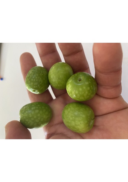Tüplü Nadir Bulunan Iri Meyveli Çil Topak Zeytin Fidanı (10-15 Cm)