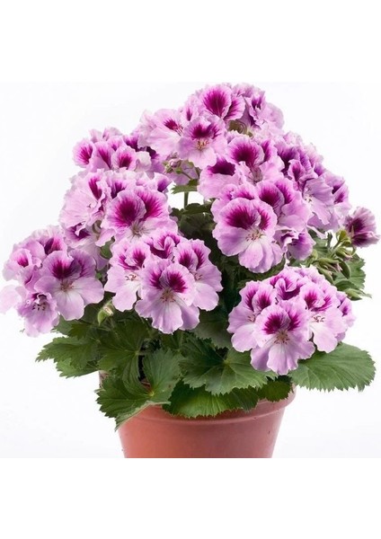 Aristo Orchid Sardunya Canan Çiçeği Fidesi (1 Adet)