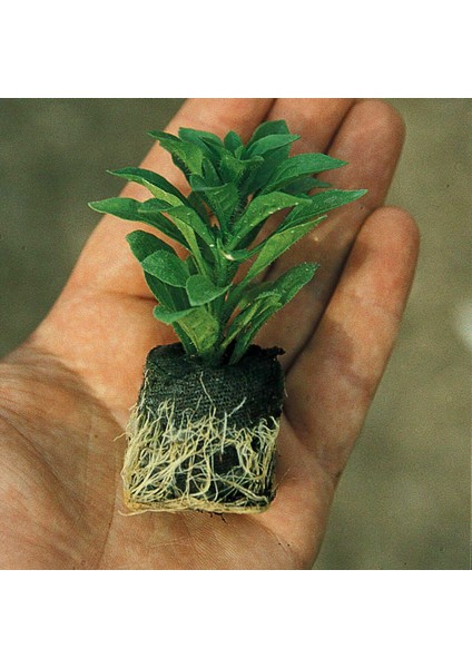 Aristo Orchid Sardunya Canan Çiçeği Fidesi (1 Adet)