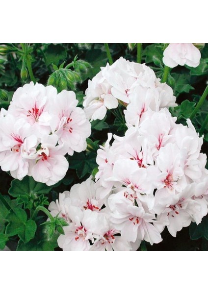 Sarkan Grandeur Ivy White Sakız Sardunya Fidesi (1 Adet)