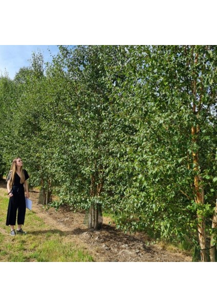 Tüplü Soğuklara Dayanıklı Şifalı Betula Pubescens Betula Alba Huş Ağacı Fidanı