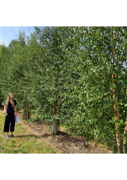 Tüplü Soğuklara Dayanıklı Şifalı Betula Pubescens Betula Alba Huş Ağacı Fidanı fiyatları