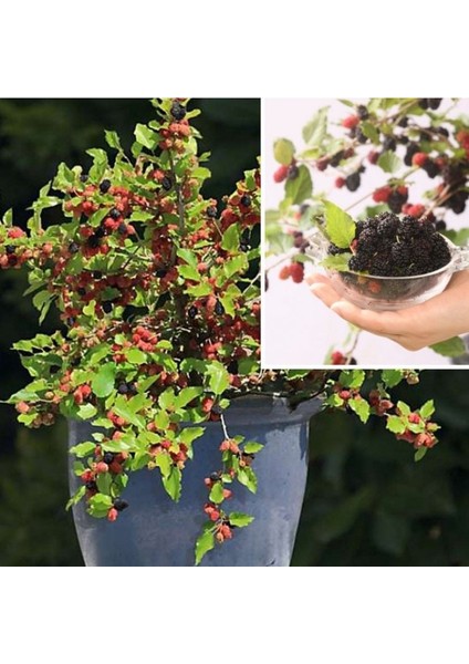 Tüplü Saksıda Yetiştiriciliğe Uygun Soğuklara Dayanıklı Siyah Meyveli Mojo Berry Dut Fidanı