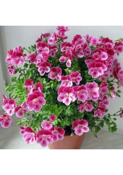 Pac Angeleyes Burgundy Sardunya Canan Fidesi (1 Adet)
