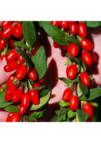 Soğuklara Dayanıklı Bodur Lycium Barbarum Littel Bodur Goji Berry Fidanı
