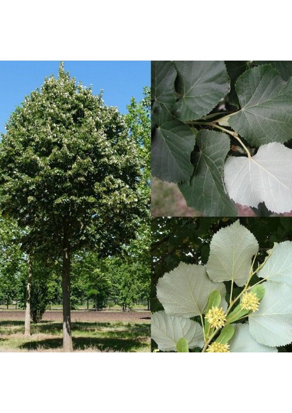 Hızlı Gelişen Soğuklara Dayanıklı Tilia Tomentosa Gümüş Yapraklı Ihlamur Fidanı