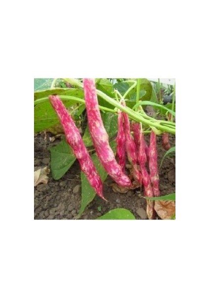 Ala Barbunya Tohumu (20 Adet Tohum)