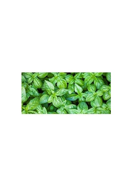 Fesleğen Tohumu (10 Adet Tohum) fiyatları