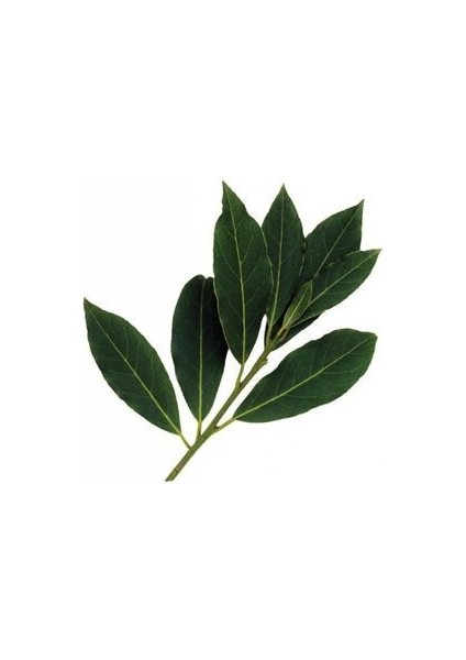 Bonsai Defne Ağacı Tohum Tropikal Ağaç Tohumları (2 Adet Tohum)