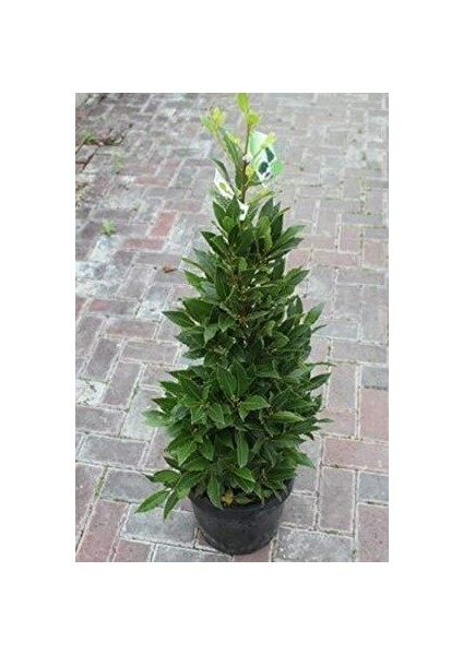 Bonsai Defne Ağacı Tohum Tropikal Ağaç Tohumları (2 Adet Tohum) fiyatları