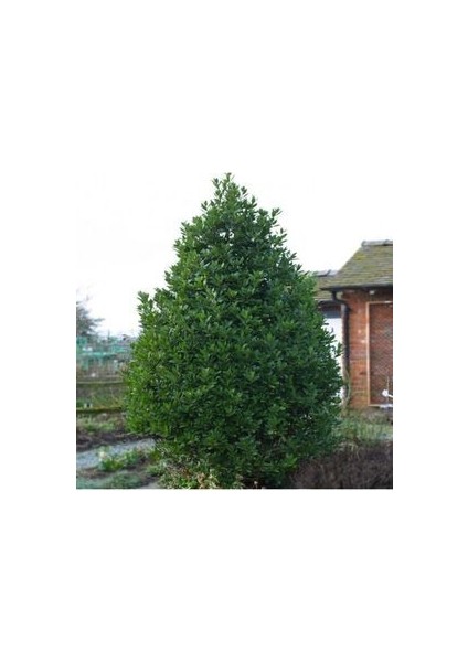 Bonsai Defne Ağacı Tohum Tropikal Ağaç Tohumları (2 Adet Tohum) modelleri