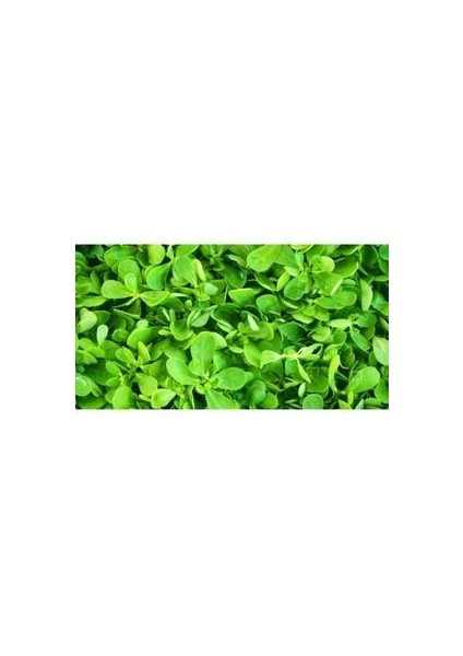 Semizotu Tohumu (100 Adet Tohum)