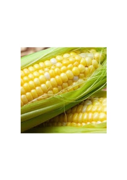 100 Adet Tohum Eko Paket Süt Mısırsüt Mısır Tohumu Darı Tohumu Mısır Tohumu modelleri