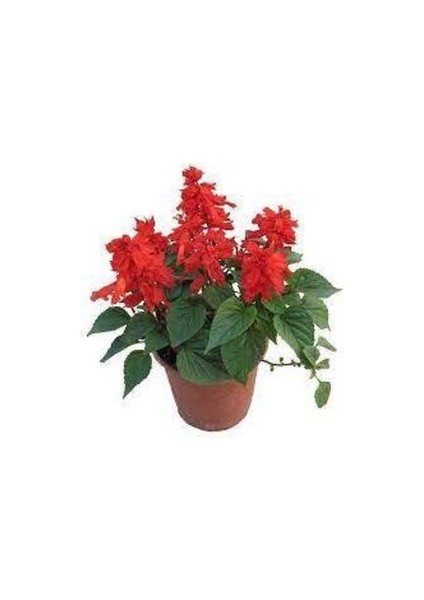 5 Adet Tohum Nadir Ateş Çiçeği Tohumu