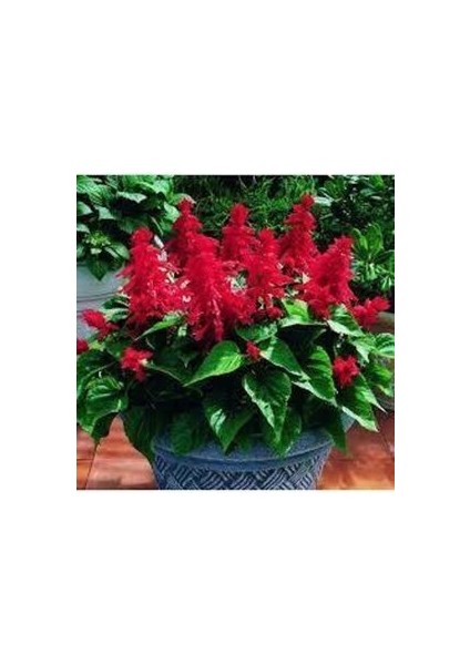 5 Adet Tohum Nadir Ateş Çiçeği Tohumu fiyatları