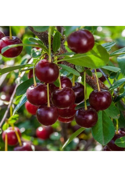 Hızlı Verime Yatan Toplaması Kolay Tüplü Saksılık Tam Bodur Carmine Jewel Vişne Fidanı