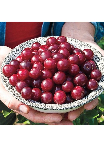 Hızlı Verime Yatan Toplaması Kolay Tüplü Saksılık Tam Bodur Carmine Jewel Vişne Fidanı fiyatları