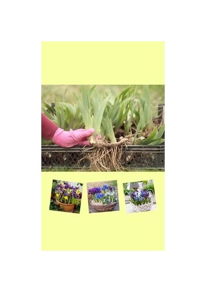25 Adet Saksılık Iris Süsen Soğanı Germany Iris modelleri
