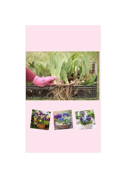 25 Adet Saksılık Iris Süsen Soğanı Germany Iris fırsatları