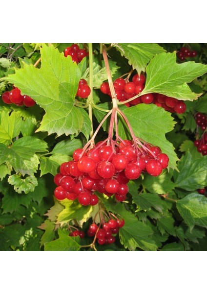 Soğuklara Dayanılı Şifalı Kırmızı Meyveli Girebolu Fidanı