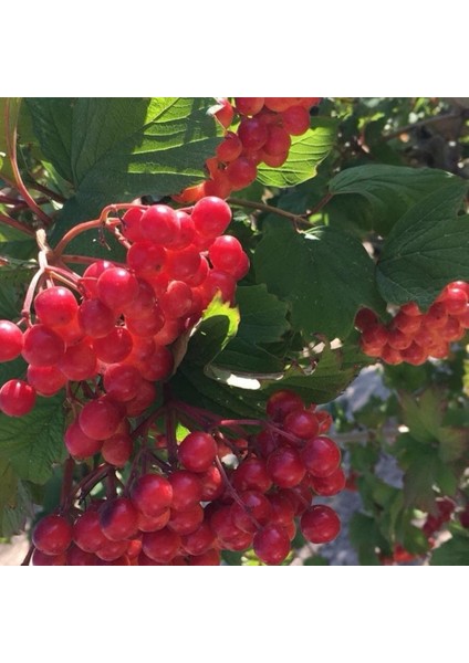 Soğuklara Dayanılı Şifalı Kırmızı Meyveli Girebolu Fidanı modelleri