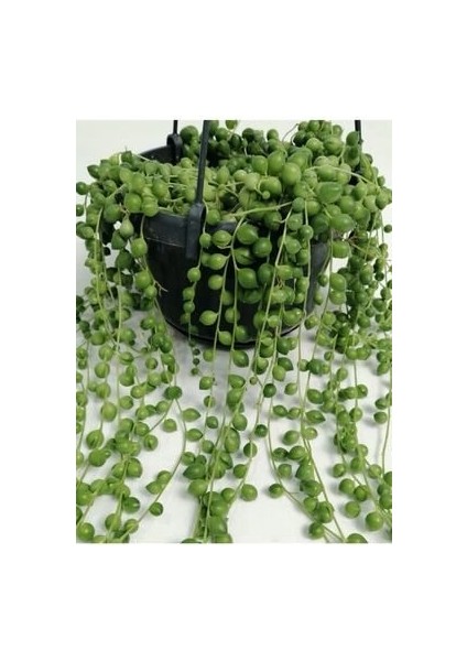 Tesbih Çiçeği Senecio Herreianus