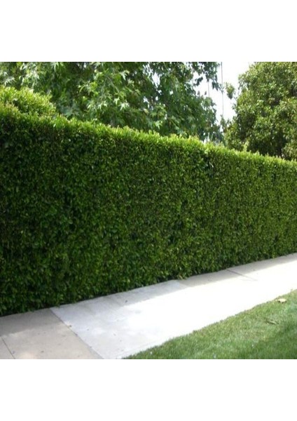 Çit Yapımına Uygun Herdem Yeşil Tüplü Soğuklara Dayanıklı Kurtbağrı(Ligustrum) Fidanı