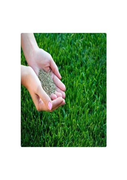 Dört Mevsim Yaz Kış Yeşil Çim Tohumu 4 Lü Karışım 1 kg fiyatları