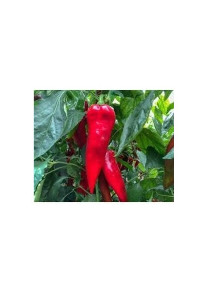 20 Adet Tohum Kırmızı Kapya Biber Tohumu Etli Pat Biber Kebaplık Biber Sürpriz Hediye Tohumludur