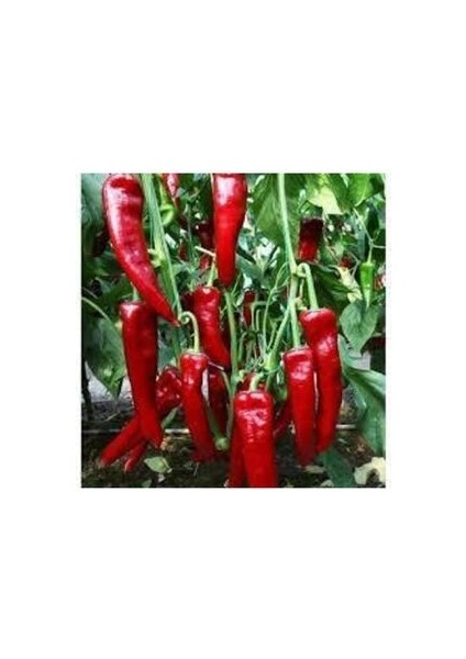 20 Adet Tohum Kırmızı Kapya Biber Tohumu Etli Pat Biber Kebaplık Biber Sürpriz Hediye Tohumludur fiyatları