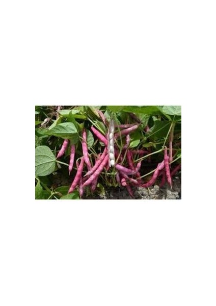 50 Adet Tohum Süper Paket Oturak Barbunya Tohumu Fasulye Tohumu Fasülye Tohumu